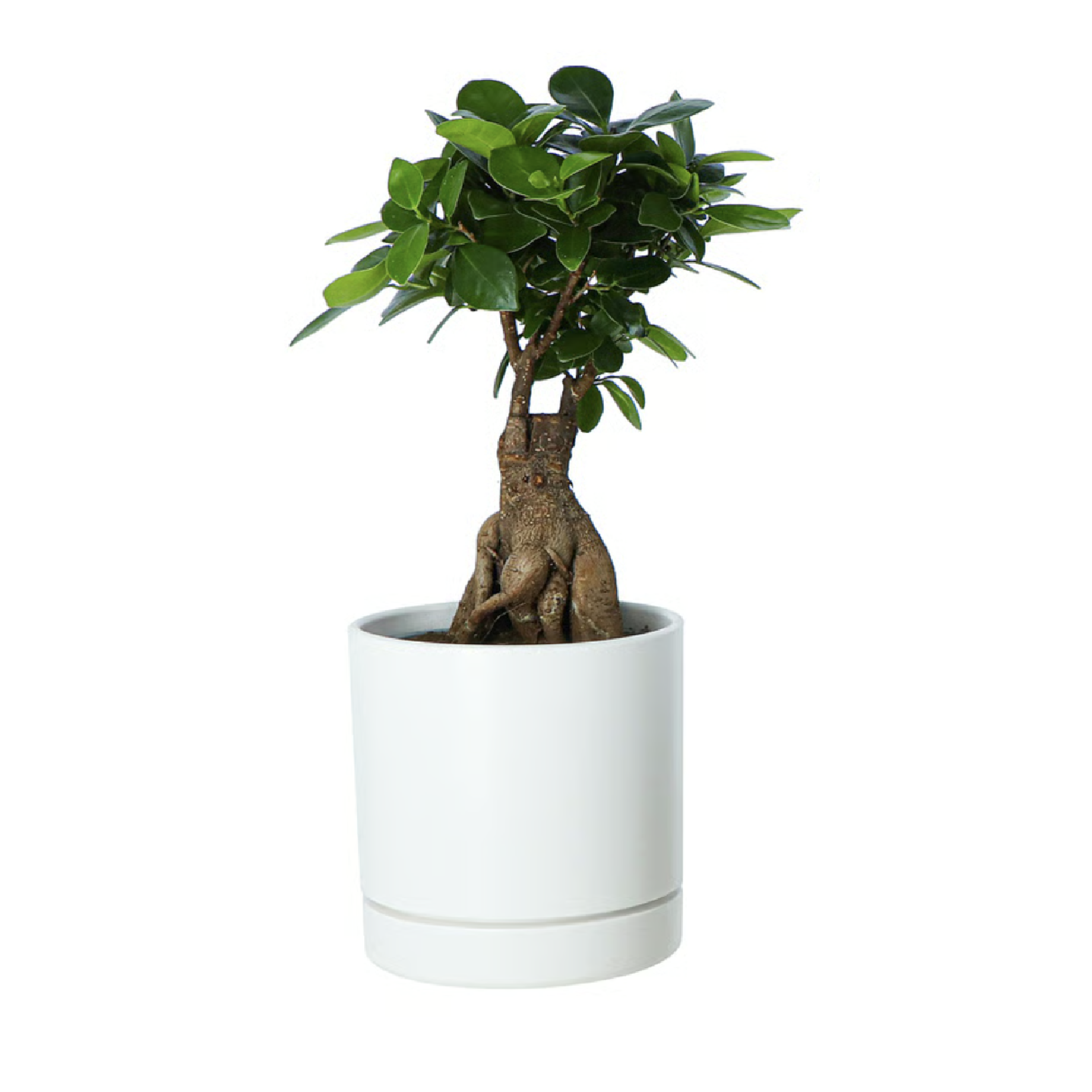 IKEA Ficus Bonsai Potted Plant