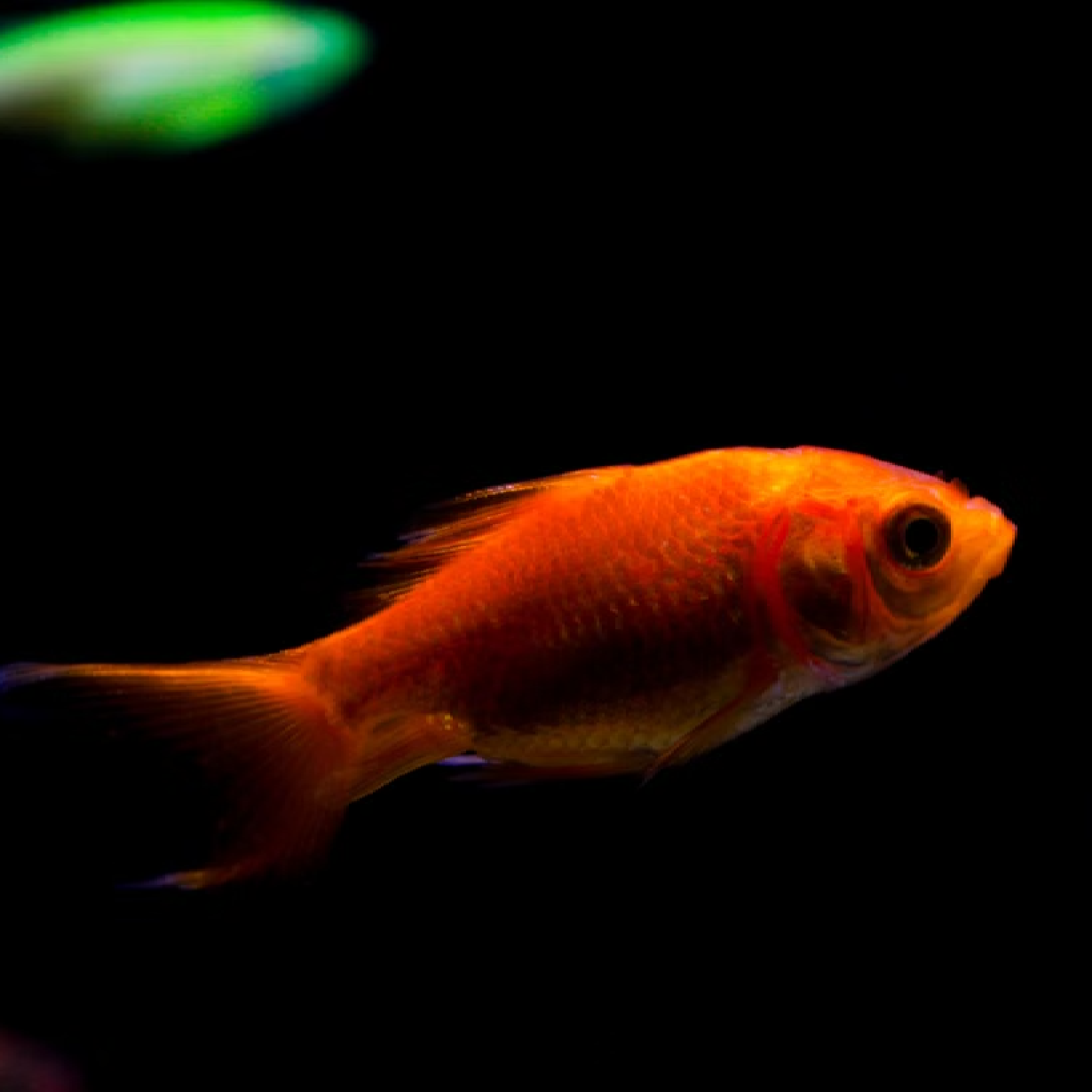 Red Goldfish